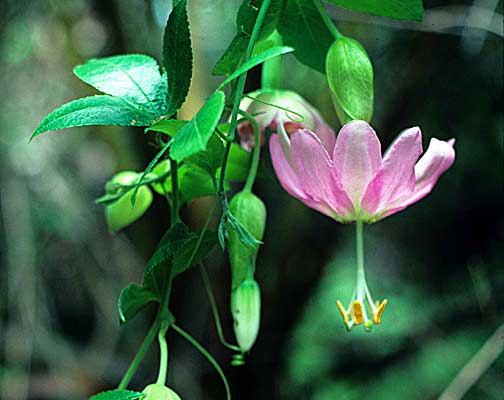 موز پَشِن فروت